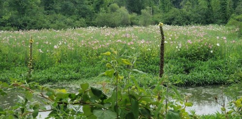 A lush green field filled with pink and white flowers, bordered by a calm waterway and surrounded by trees.