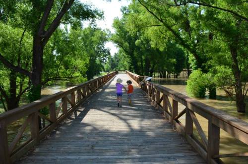 Two children walk along a wooden bridge surrounded by lush green trees and floodwaters on either side.