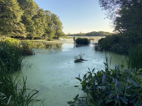 A serene wetland scene with lush greenery and a person standing in the distance, surrounded by calm water and plants.