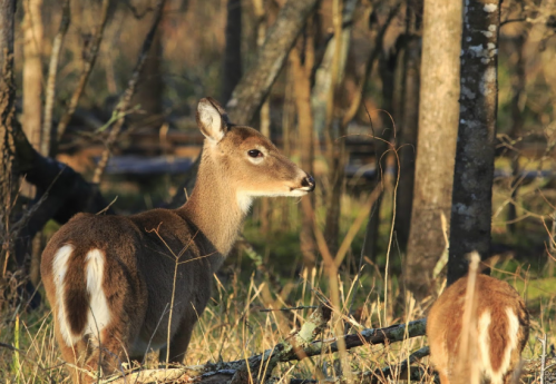 A deer stands in a forest, surrounded by trees and grass, with soft sunlight illuminating its fur.
