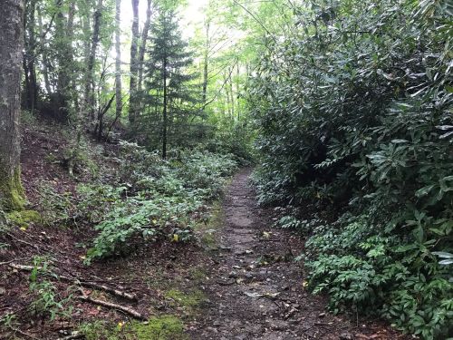 A narrow, rocky trail winds through a lush green forest with trees and shrubs on either side.