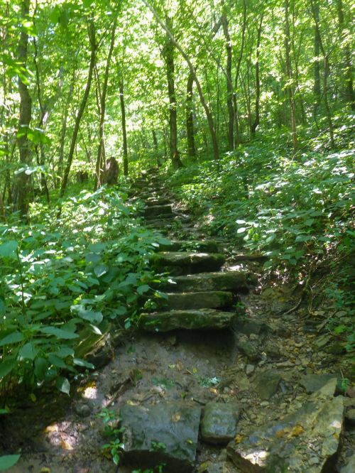 A stone pathway winds through a lush green forest, surrounded by trees and dense foliage.