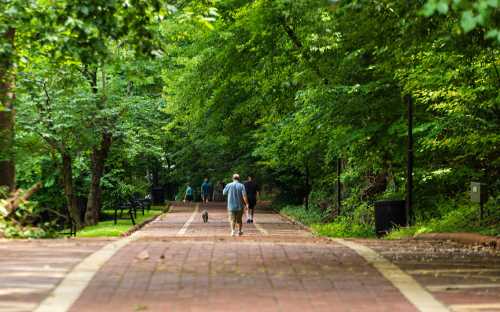 A tree-lined path in a park with people walking and a dog, surrounded by lush greenery.