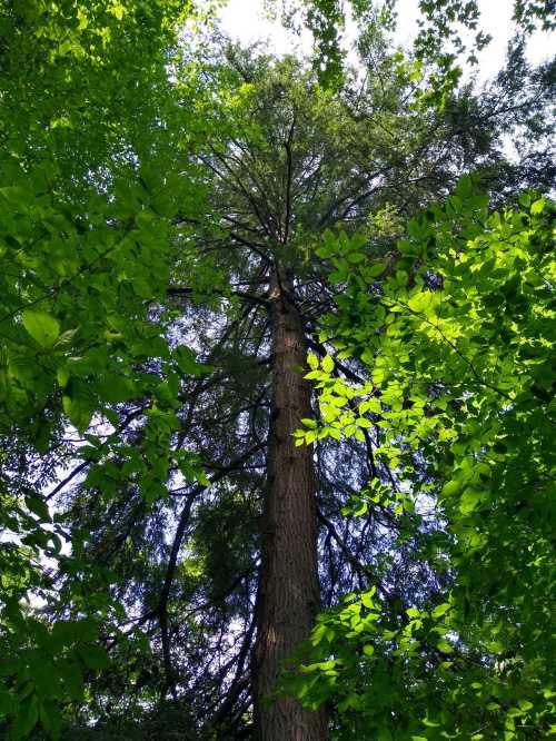 Looking up at a tall tree surrounded by vibrant green leaves and branches against a clear sky.