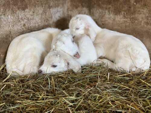 Four fluffy white lambs cuddling together on a bed of hay in a barn.