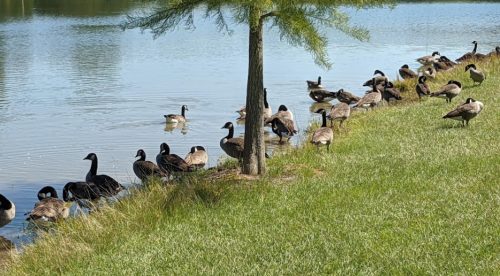 A group of ducks and geese gathered along the water's edge, with a tree nearby and green grass in the background.