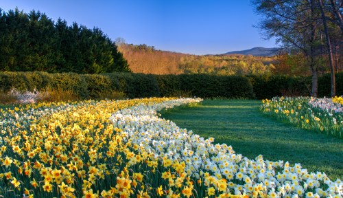 A vibrant garden with a winding path of yellow and white daffodils, surrounded by lush greenery and distant mountains.