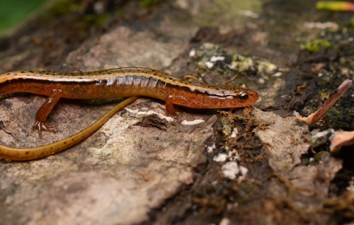 A close-up of a slender salamander resting on a textured tree bark, showcasing its brown and yellow coloration.