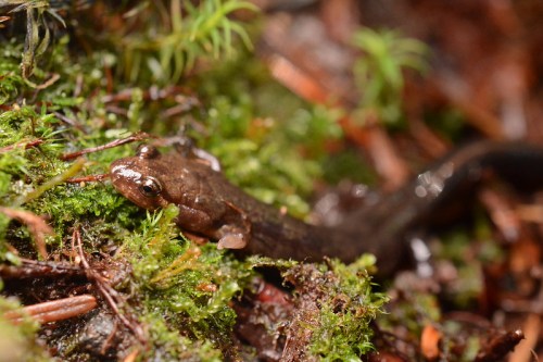 A small brown salamander resting on green moss in a forest setting.