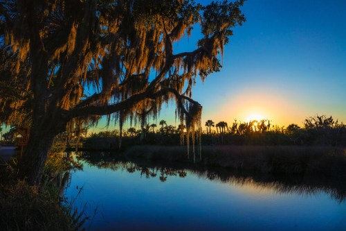 A serene sunset over a calm river, framed by a moss-covered tree and silhouettes of palm trees in the background.