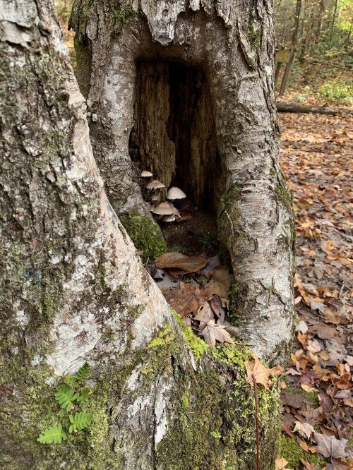 A hollow tree trunk with mushrooms growing inside, surrounded by fallen leaves and moss in a forest setting.
