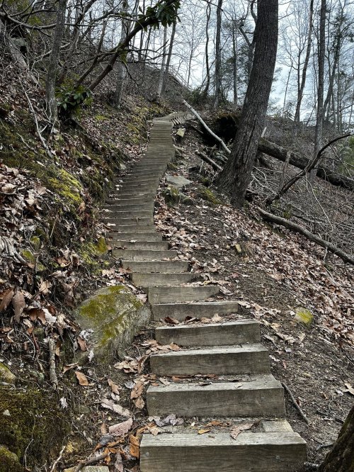 A winding wooden staircase leads up a forested hillside, surrounded by bare trees and fallen leaves.