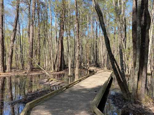 A wooden boardwalk winding through a serene, flooded forest with tall trees and clear blue skies.