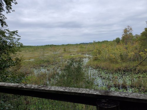 A serene wetland landscape with lush greenery and cloudy skies, viewed from a wooden railing.