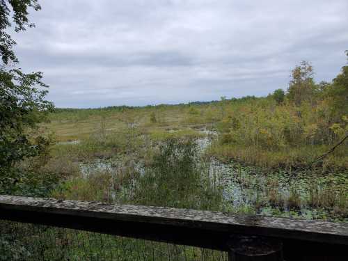 A serene wetland landscape with lush greenery and cloudy skies, viewed from a wooden railing.