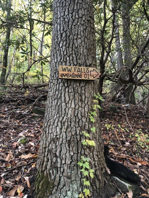 Wooden sign on a tree pointing to "WW Falls overlook" 0.1 miles, surrounded by forest foliage.