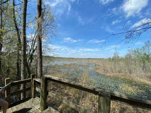 A scenic view of a wetland with trees and blue sky, seen from a wooden observation deck.