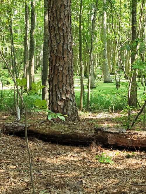 A serene forest scene featuring a tall tree, fallen log, and lush green undergrowth. Sunlight filters through the leaves.