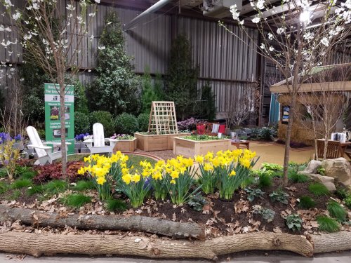 A vibrant garden display featuring yellow daffodils, trees, and a wooden trellis in a spacious indoor setting.