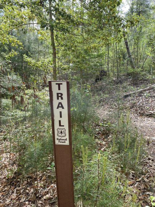 A trail sign in a wooded area, surrounded by greenery and trees, indicating a path in a national forest.