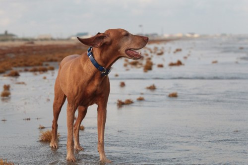 A brown dog stands on a beach, enjoying the breeze with its ears flapping, near the water's edge.