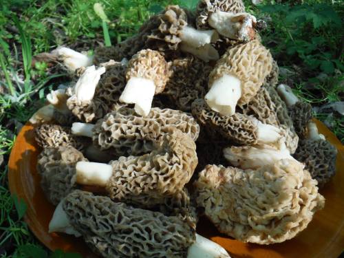 A close-up of a pile of morel mushrooms on a wooden plate, surrounded by green foliage.