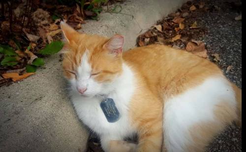 A sleepy orange and white cat rests on a concrete surface surrounded by fallen leaves.