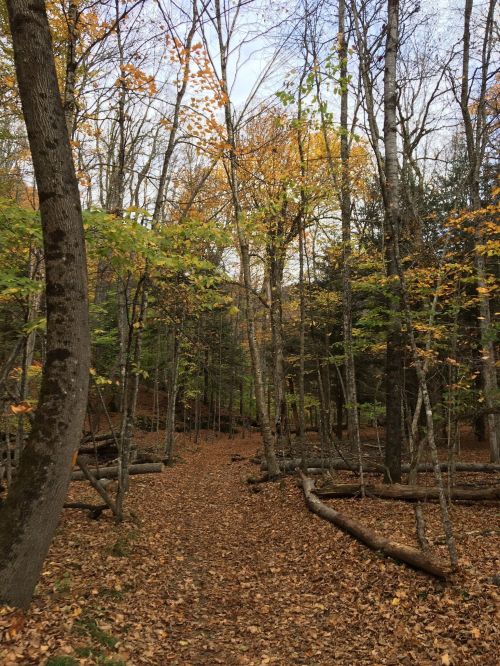 A serene forest path lined with trees, featuring autumn leaves scattered on the ground.