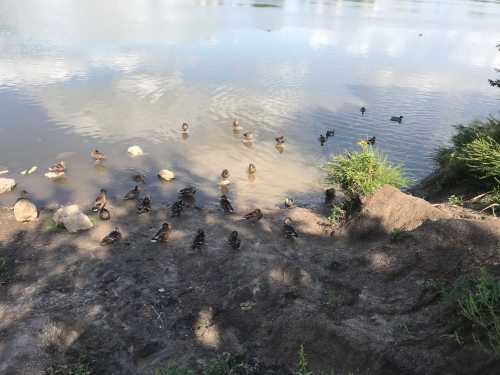 A group of ducks gathered by the water's edge, surrounded by rocks and greenery.