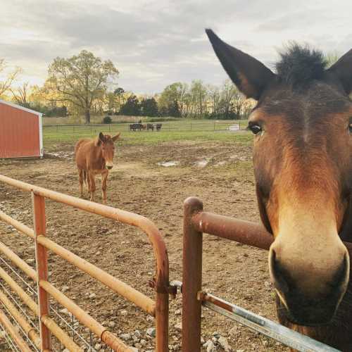 Two horses stand near a fence in a pasture at sunset, with a barn and trees in the background.