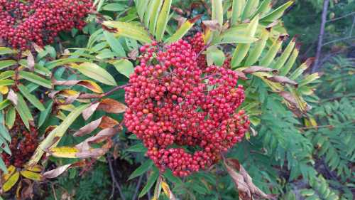 A cluster of bright red berries surrounded by green leaves on a plant.