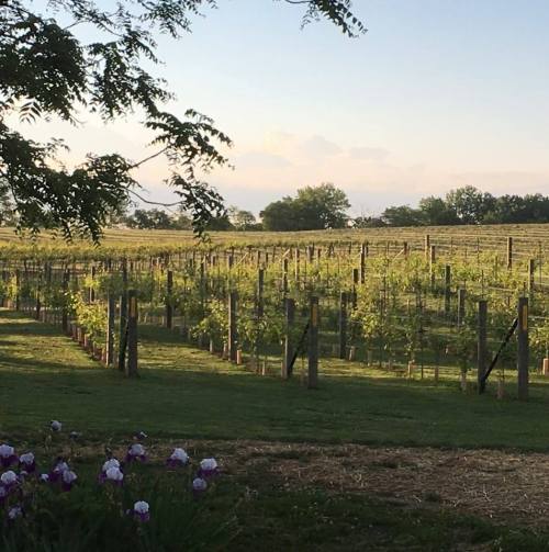 A scenic vineyard with rows of grapevines under a clear sky, surrounded by lush greenery and distant hills.