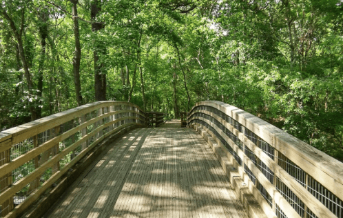A wooden bridge curves through a lush green forest, surrounded by trees and dappled sunlight.