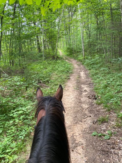 View from atop a horse, looking down a winding dirt path through a lush green forest.