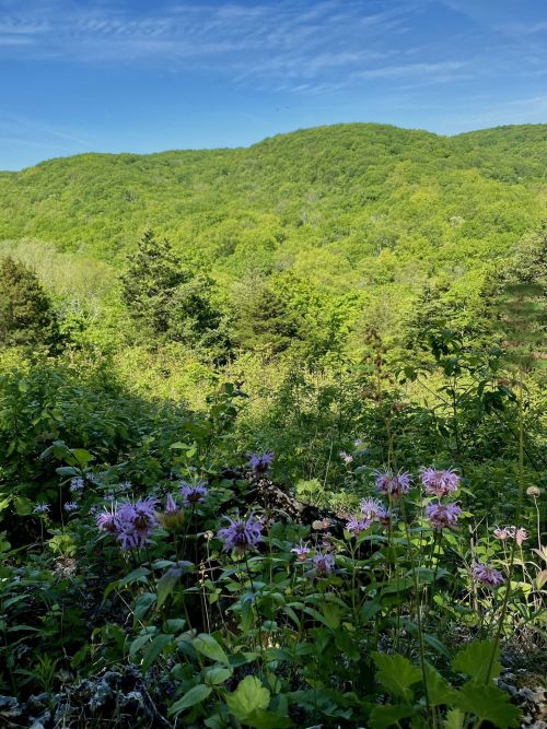 A lush green landscape with rolling hills and purple wildflowers in the foreground under a clear blue sky.