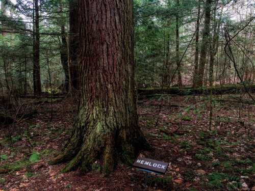 A large hemlock tree in a forest, with a sign labeled "HEMLOCK" at its base surrounded by greenery.