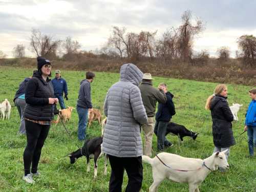 A group of people walking dogs and goats in a grassy field on a cloudy day.