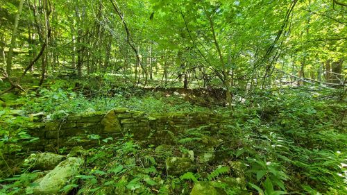 Overgrown stone wall in a dense, green forest with trees and foliage surrounding it.