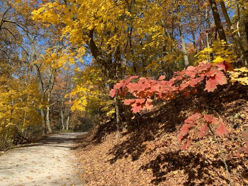 A winding path through a forest with vibrant yellow and red autumn leaves under a clear blue sky.