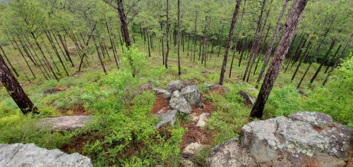 A lush green forest with tall pine trees and rocky terrain, viewed from a higher vantage point.
