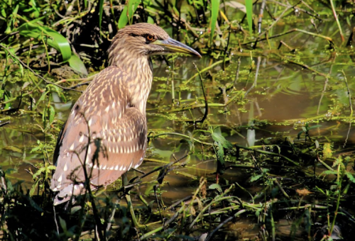 A brown heron with spotted feathers stands near water, surrounded by green plants and reflections.