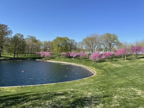 A serene park scene featuring a pond surrounded by lush green grass and blooming pink trees under a clear blue sky.