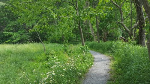A winding gravel path through a lush green landscape with trees and wildflowers on either side.