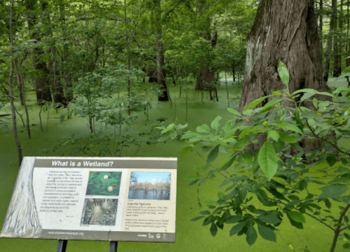 A wetland area with a sign explaining wetlands, surrounded by lush greenery and water covered in green vegetation.