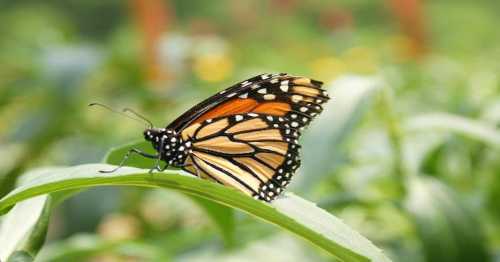 A close-up of a Monarch butterfly resting on a green leaf, surrounded by blurred colorful flowers in the background.