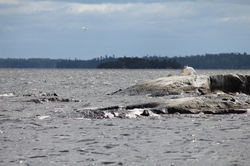 A white bird stands on a rocky shore by a calm, expansive body of water under a cloudy sky.
