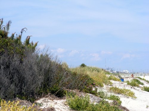 A sandy beach with green vegetation and shrubs under a blue sky with scattered clouds in the background.