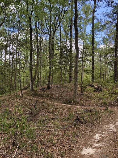 A serene forest scene with tall trees and a winding dirt path through lush greenery under a partly cloudy sky.