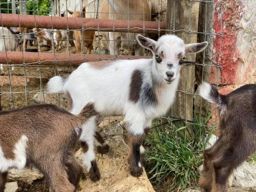 A small, playful goat with white and brown markings stands in a pen, surrounded by other goats.