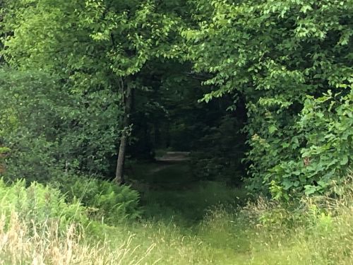 A lush green pathway framed by trees, leading into a shaded forest area.